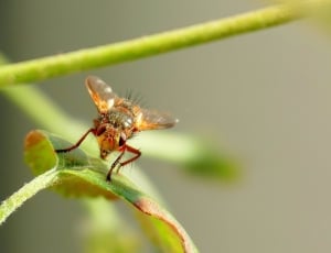 brown fruit fly thumbnail