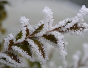 green leaf plant filled with snow thumbnail