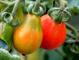 3 tomatoes thumbnail