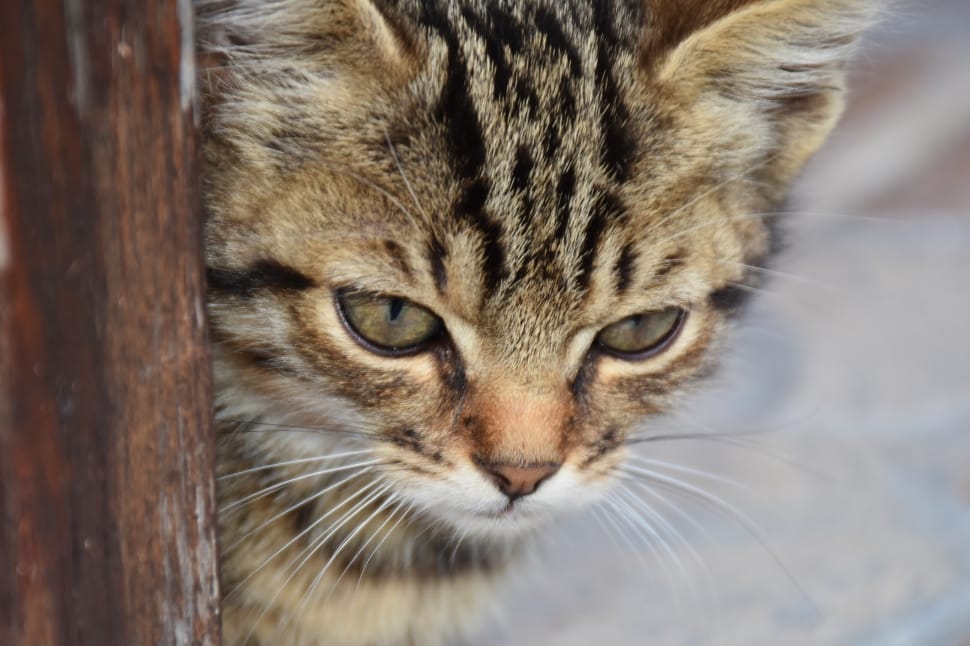 brown tabby kitten in close up photography preview