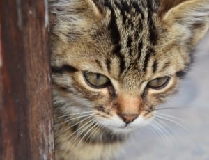 brown tabby kitten in close up photography thumbnail