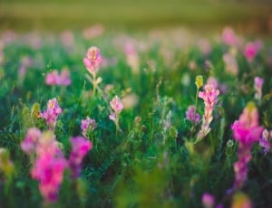 pink flower field \ thumbnail