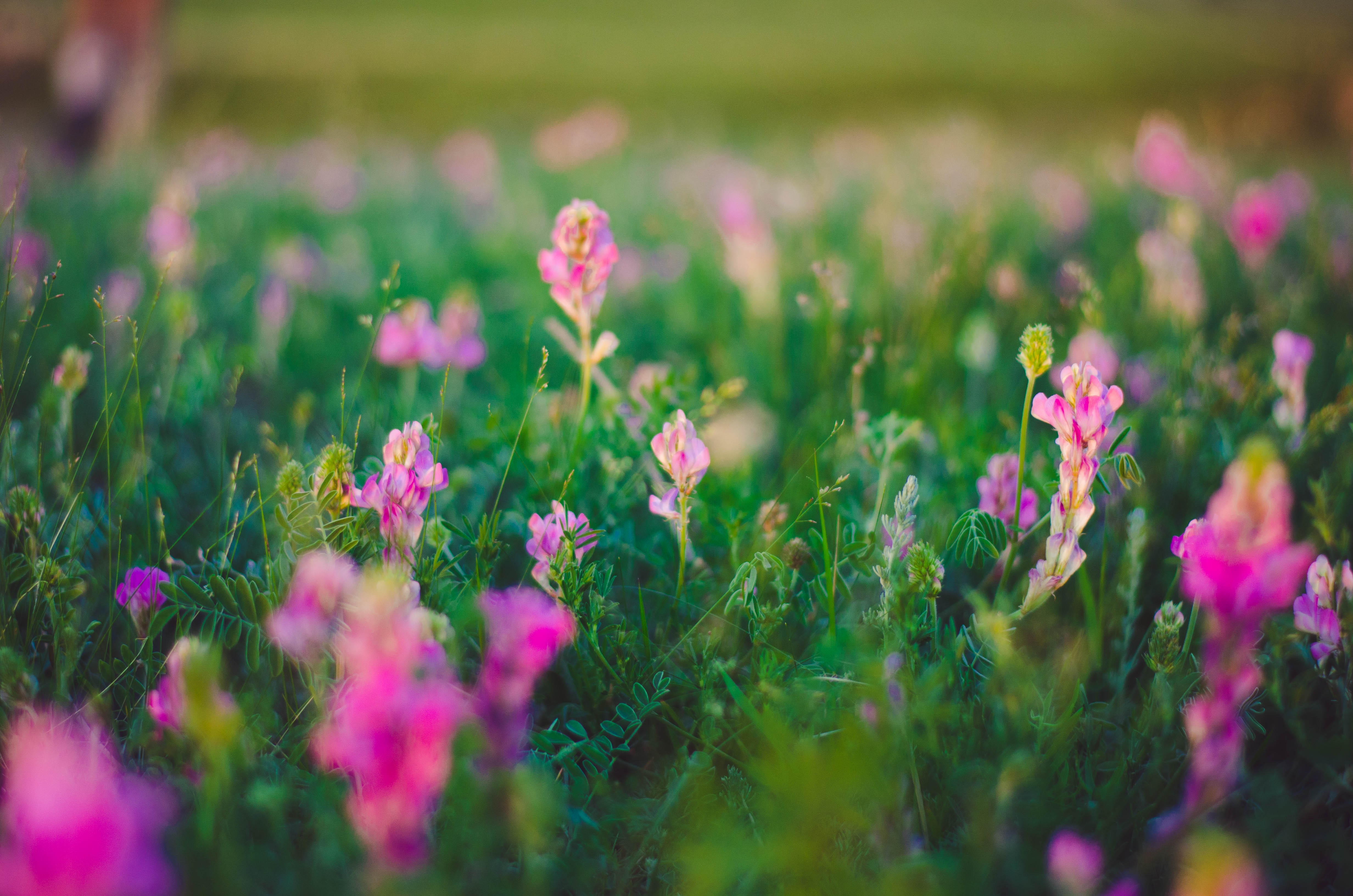 pink flower field \