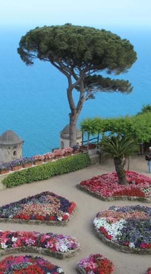 Italian, Garden, Tree, Capri, Coast, tree, no people thumbnail
