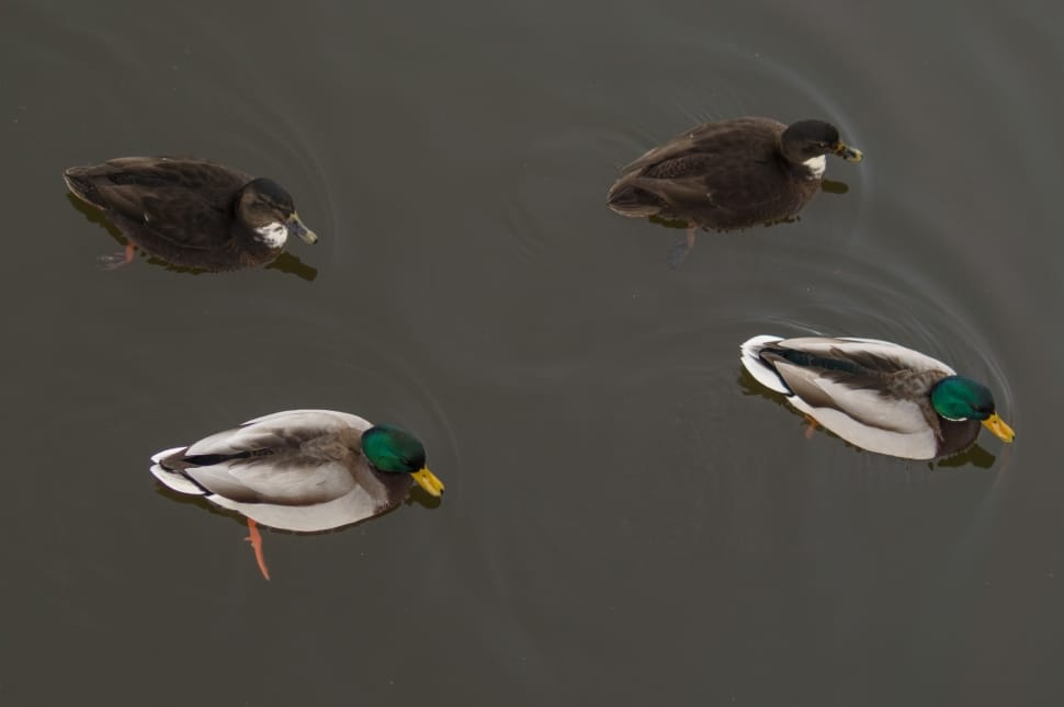 four mallard ducks swimming on body of water preview