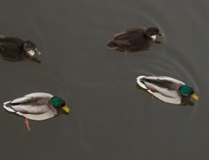 four mallard ducks swimming on body of water thumbnail