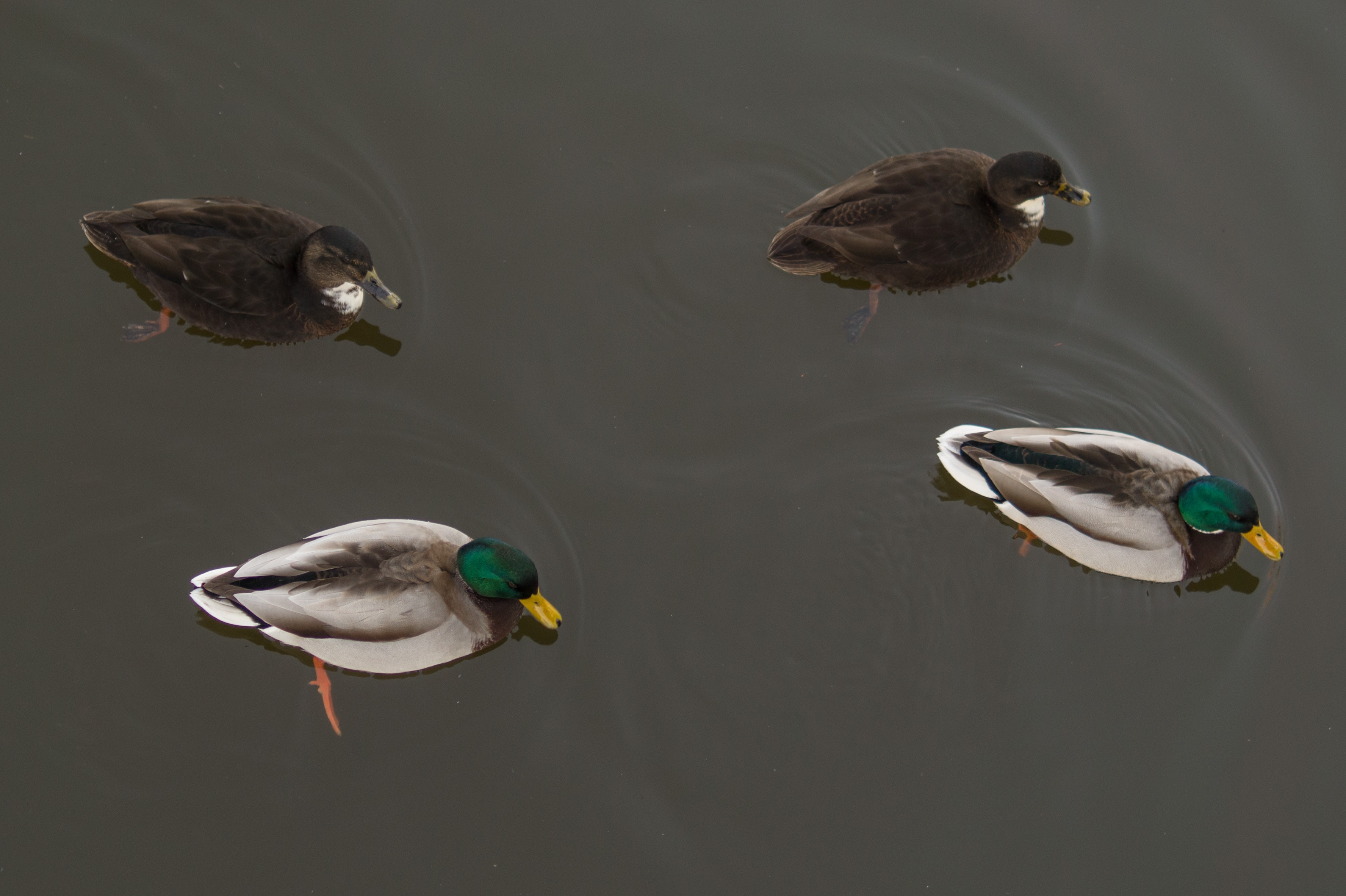 four mallard ducks swimming on body of water
