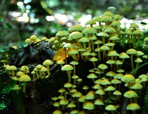 Nature, Toxic, Mushroom, Autumn, green color, outdoors thumbnail