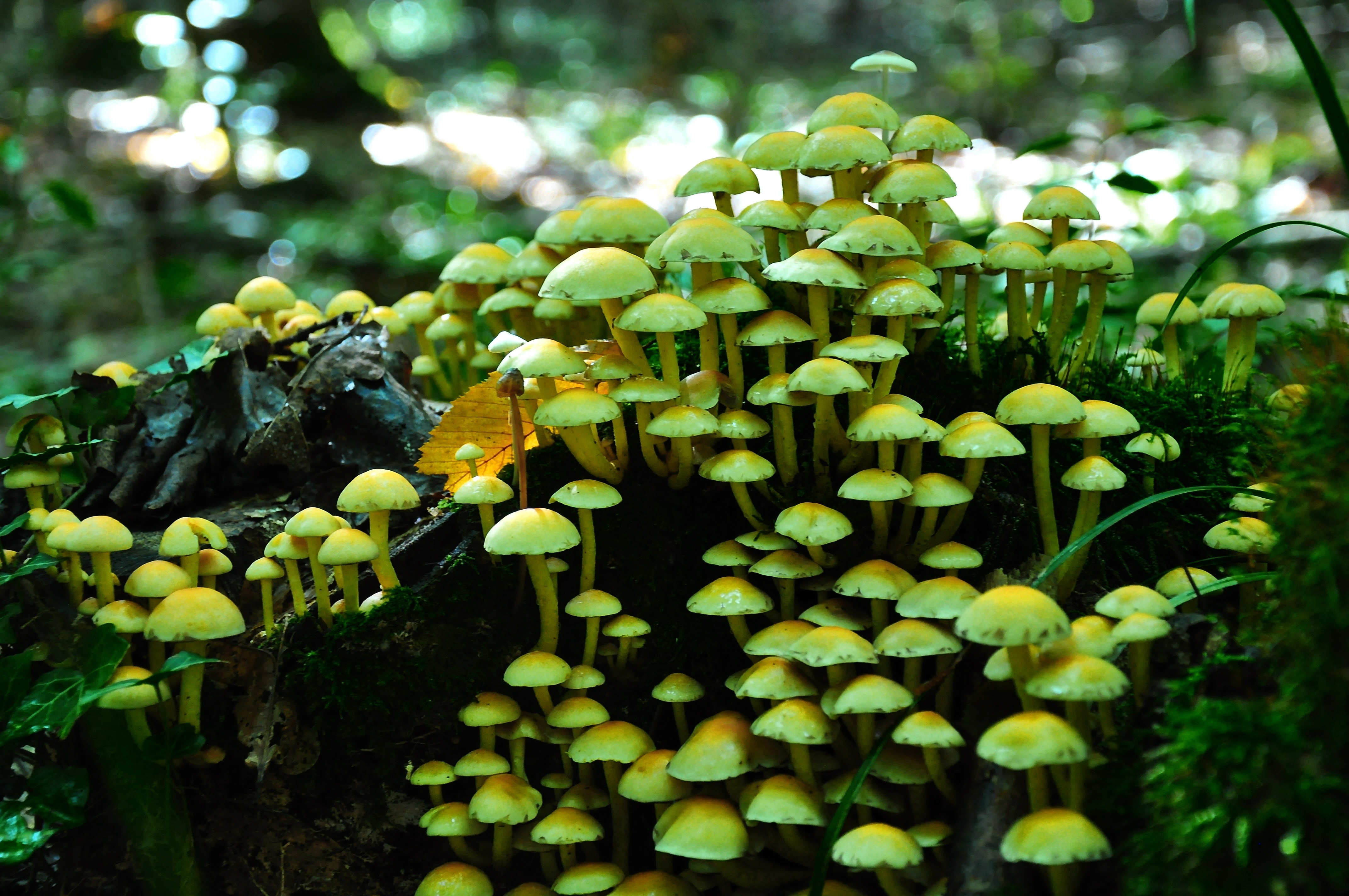 Nature, Toxic, Mushroom, Autumn, green color, outdoors
