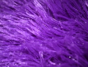 closeup photo of purple furs thumbnail