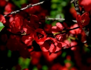 close up photography of red petaled flowers thumbnail