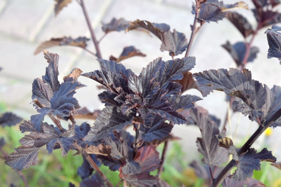 brown leaf plant preview