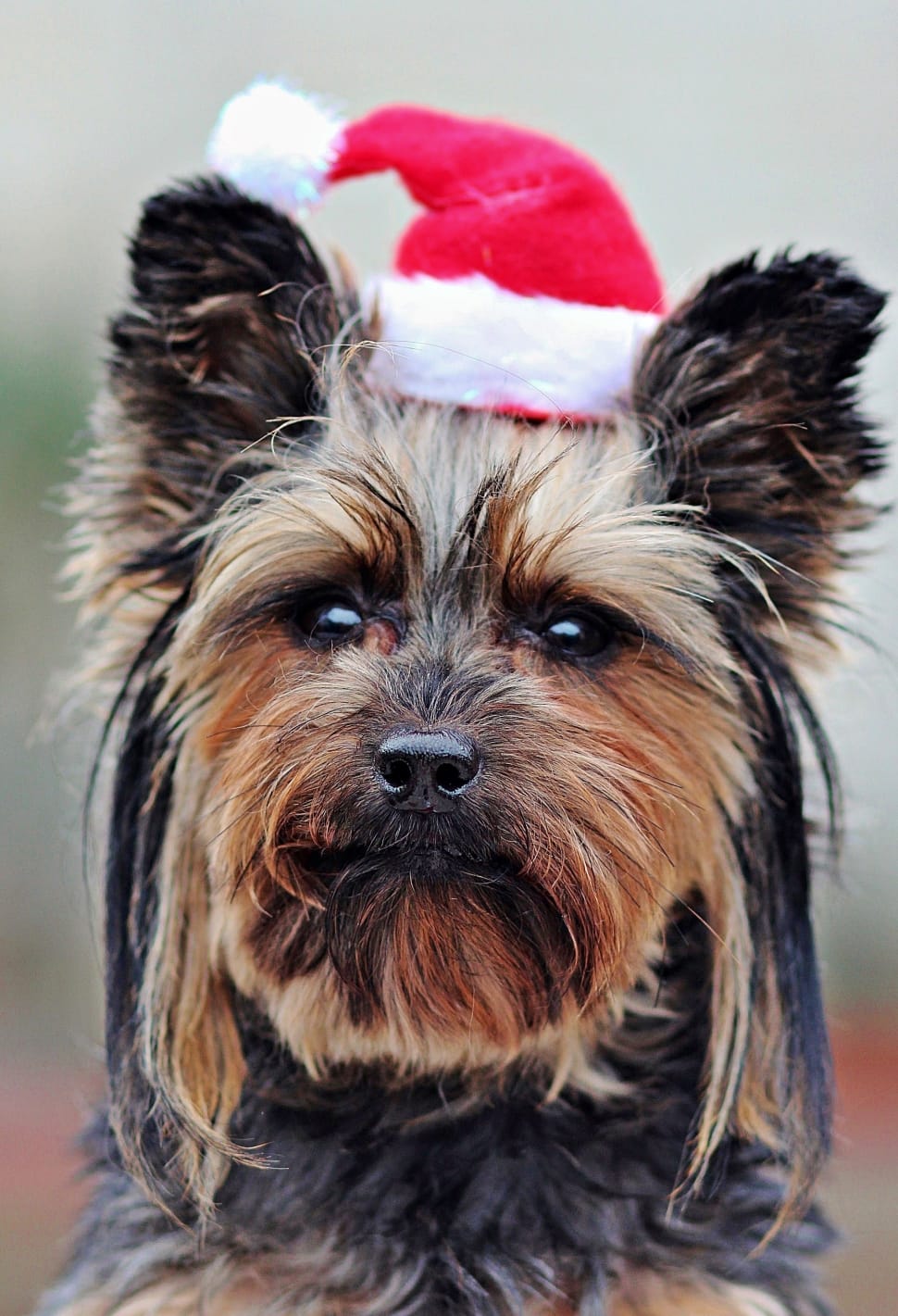 black and tan yorkshire terrier with santa hat preview