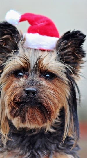 black and tan yorkshire terrier with santa hat thumbnail