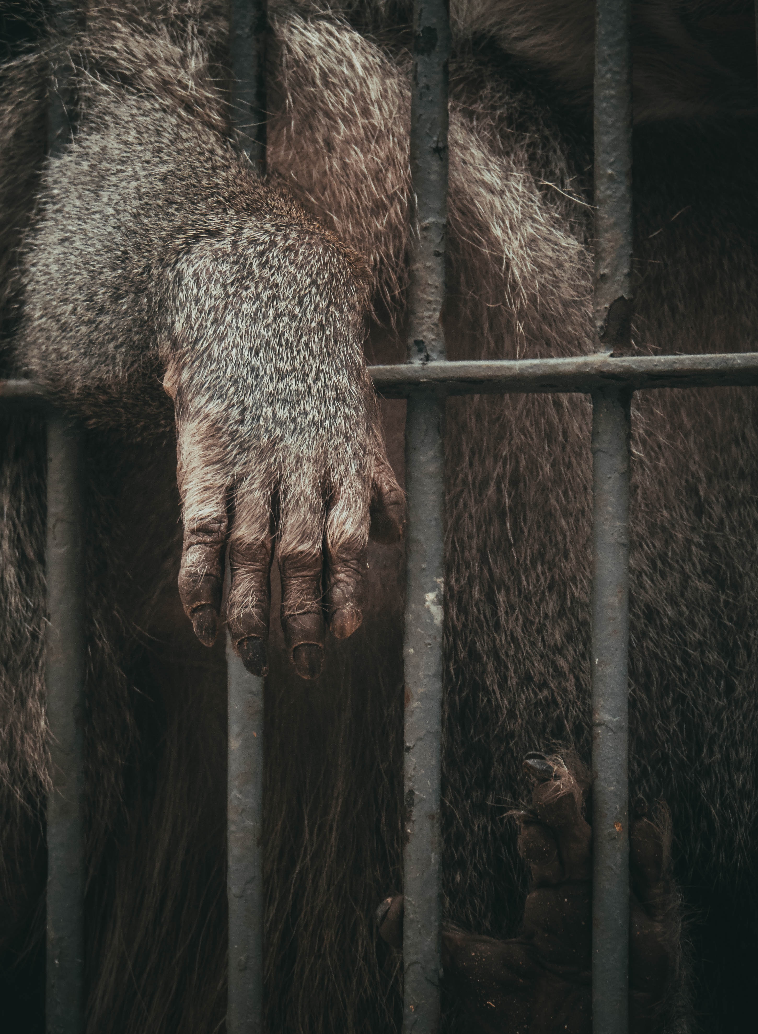 grey monkey inside cage