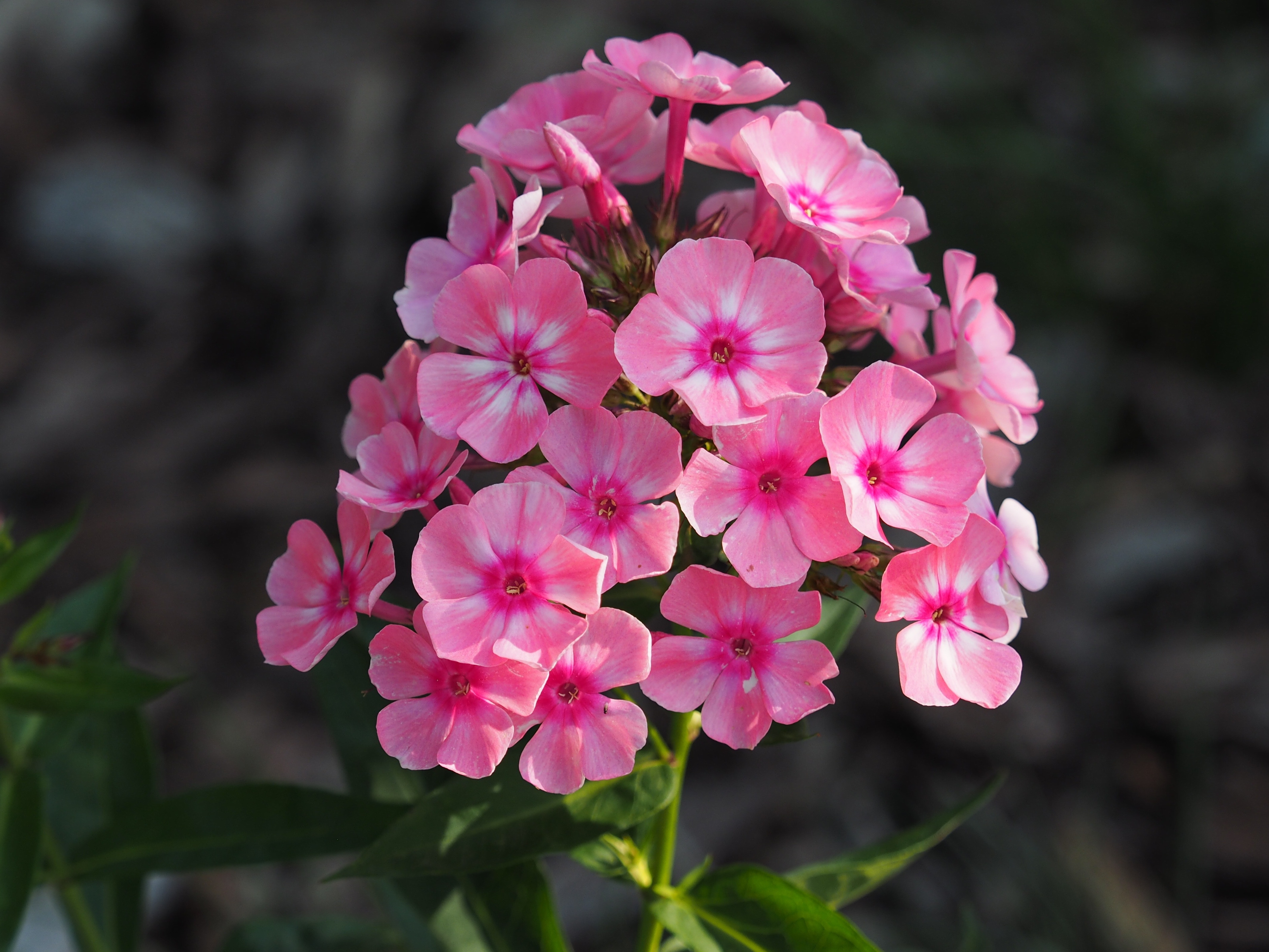 pink flower buds