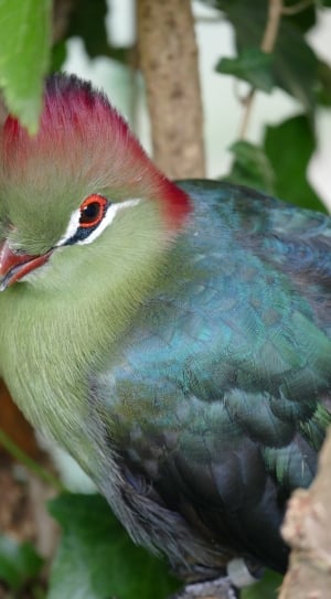 green red turaco bird thumbnail