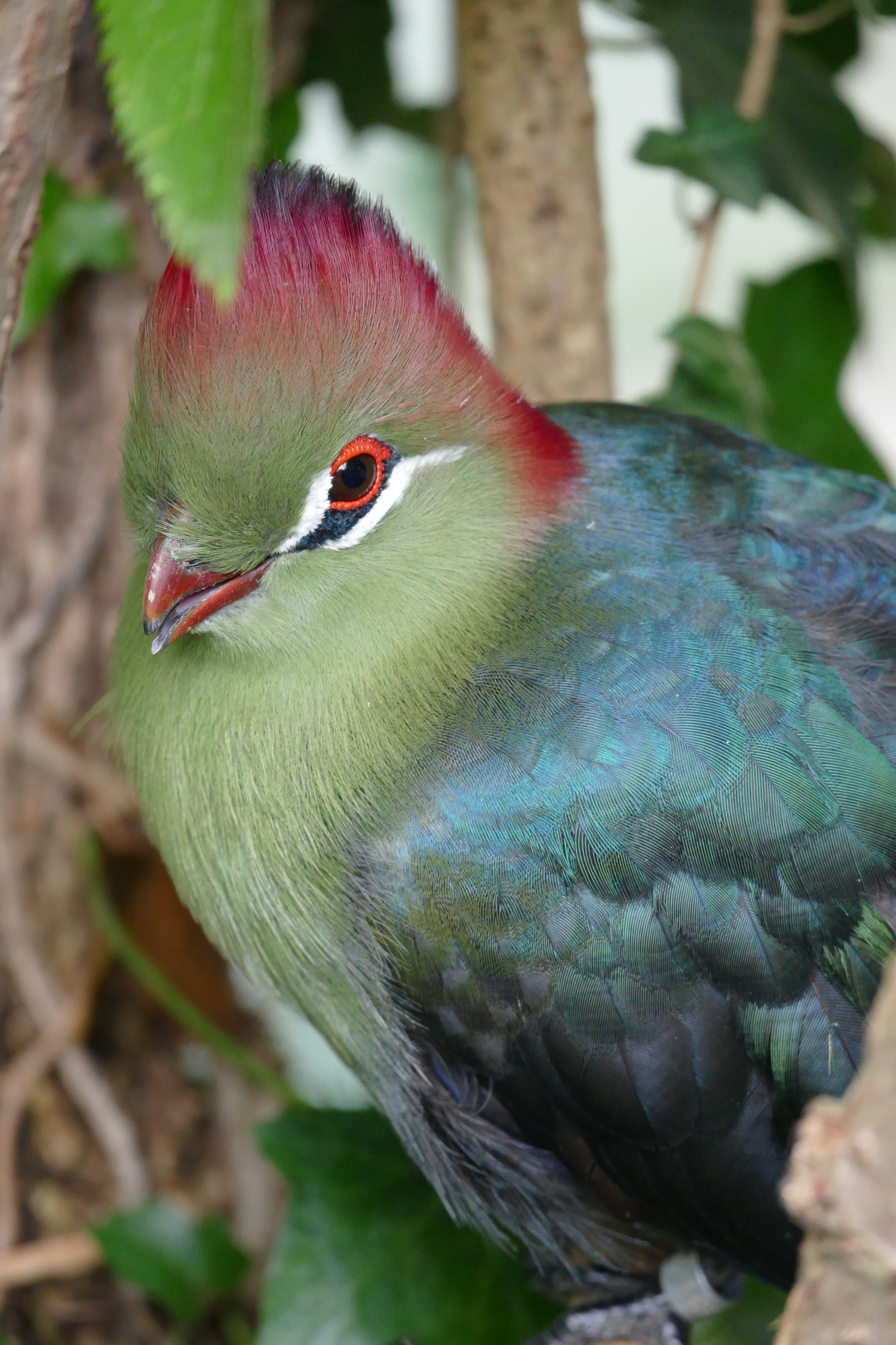 green red turaco bird