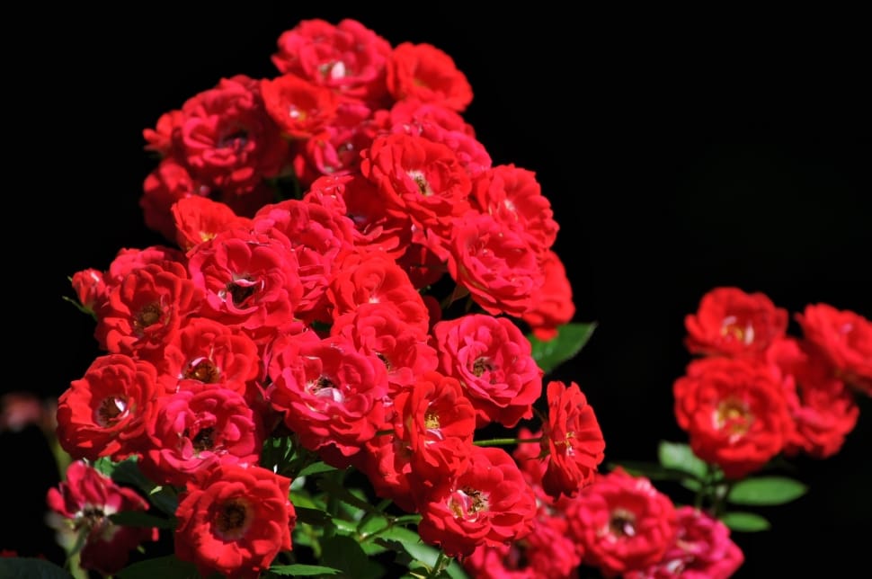 Red, Flowers, Floral, Roses, Nature, red, flower preview