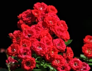 Red, Flowers, Floral, Roses, Nature, red, flower thumbnail