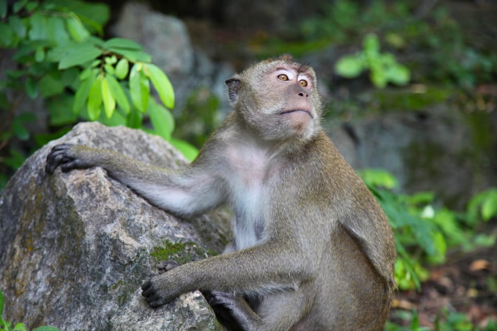 shallow focus photography of monkey on stone during daytime preview