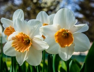 Narcissus, Bloom, Blossom, flower, nature thumbnail