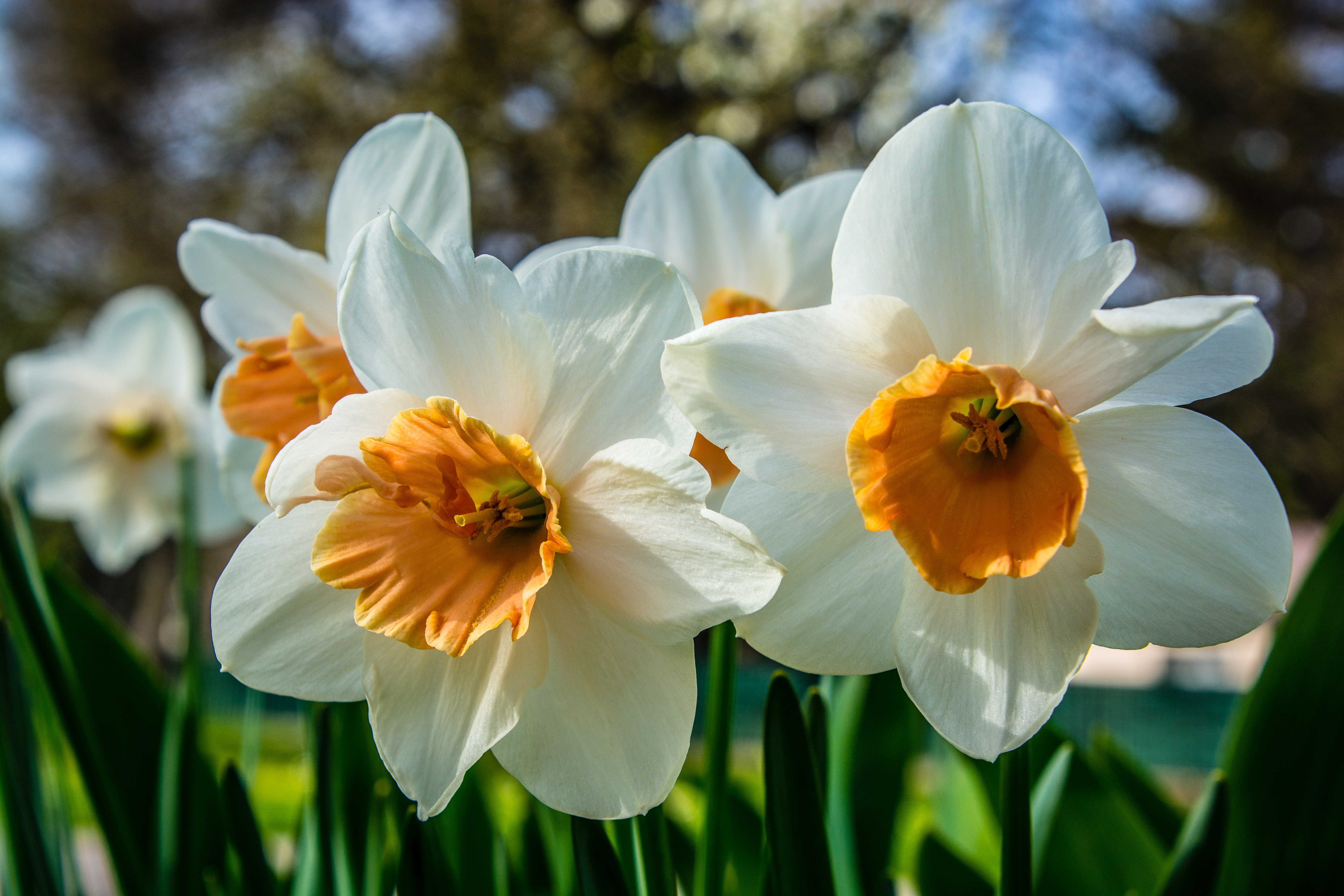 Narcissus, Bloom, Blossom, flower, nature