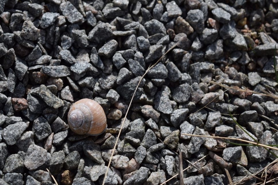 gray pebbles lot and brown shelled snail preview
