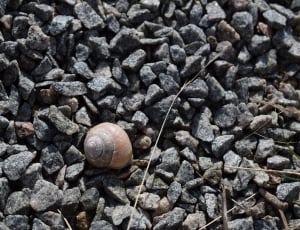 gray pebbles lot and brown shelled snail thumbnail