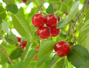 Green, Cherry, Tree, Branch, Garden, red, food and drink thumbnail