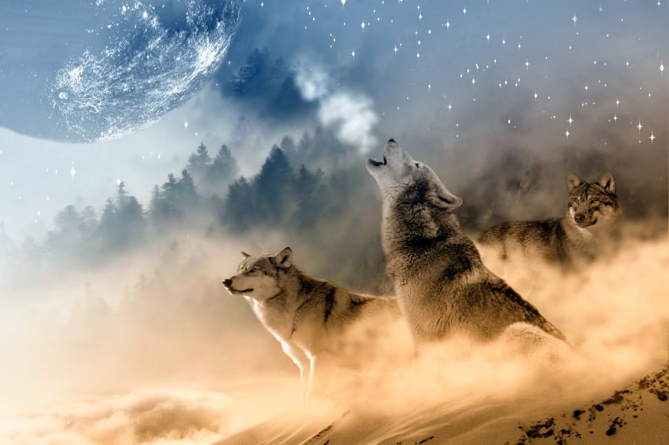 Howling, Stars, Moon, Wolf, Wolves, one animal, animals in the wild preview