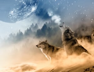 Howling, Stars, Moon, Wolf, Wolves, one animal, animals in the wild thumbnail