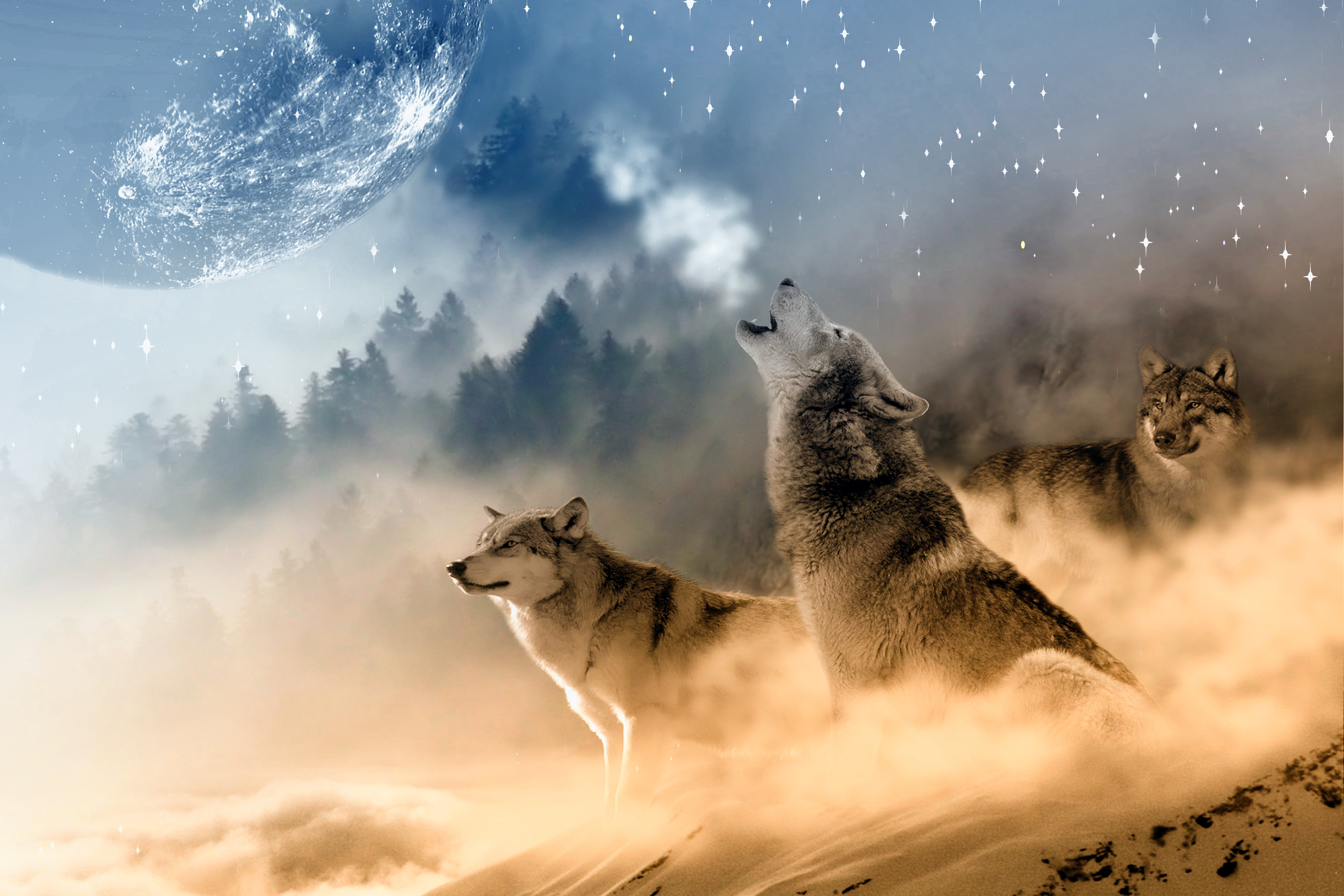 Howling, Stars, Moon, Wolf, Wolves, one animal, animals in the wild