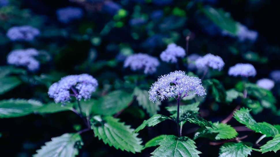 purple flower preview