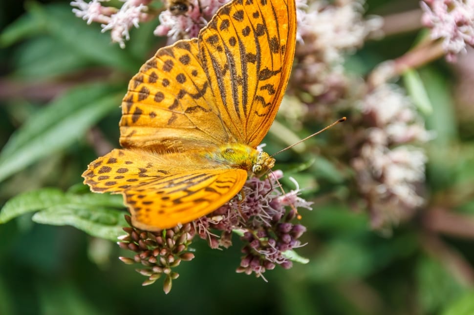 deep brown fritillary butterfly preview