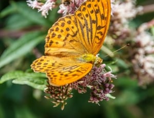 deep brown fritillary butterfly thumbnail