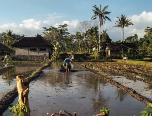 man plowing on fields near nipa hut surrounded by green leaf trees thumbnail