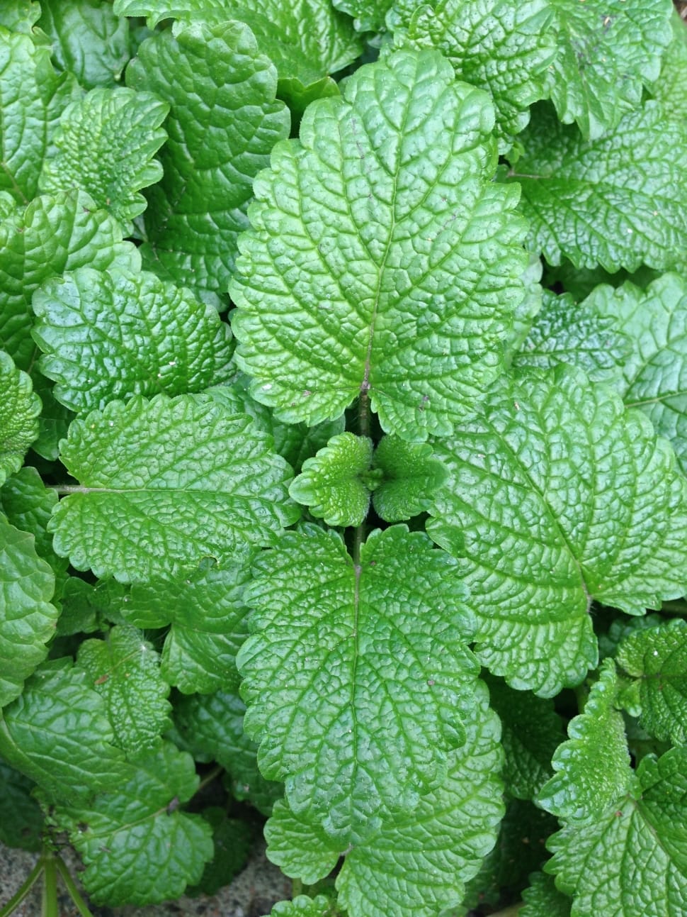 closeup photo of green leaf plant preview