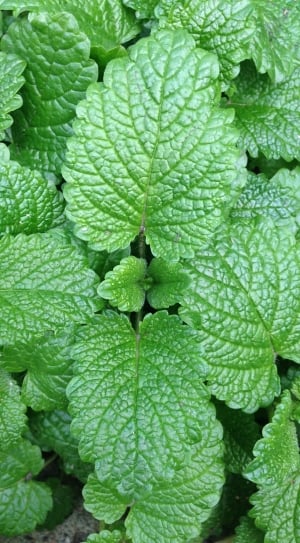 closeup photo of green leaf plant thumbnail