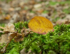 yellow and brown leaf thumbnail