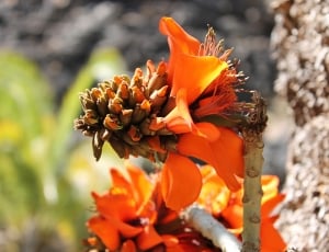 orange petaled floweer thumbnail