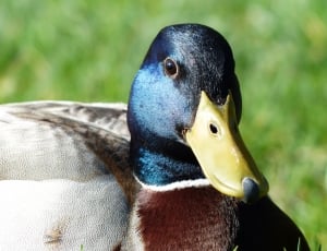 brown grey and blue duck thumbnail