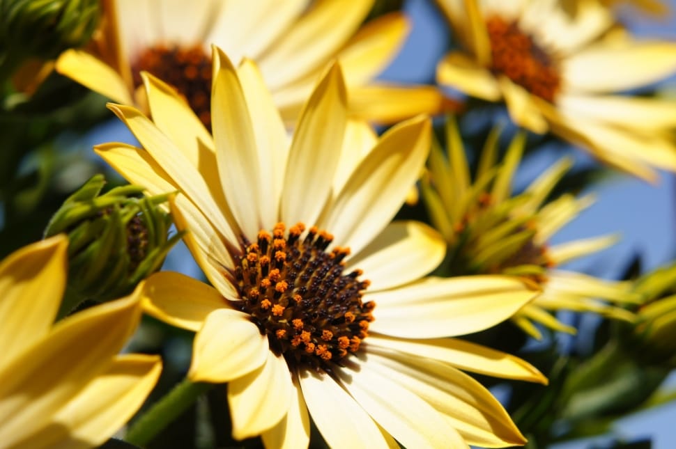 yellow daisies preview