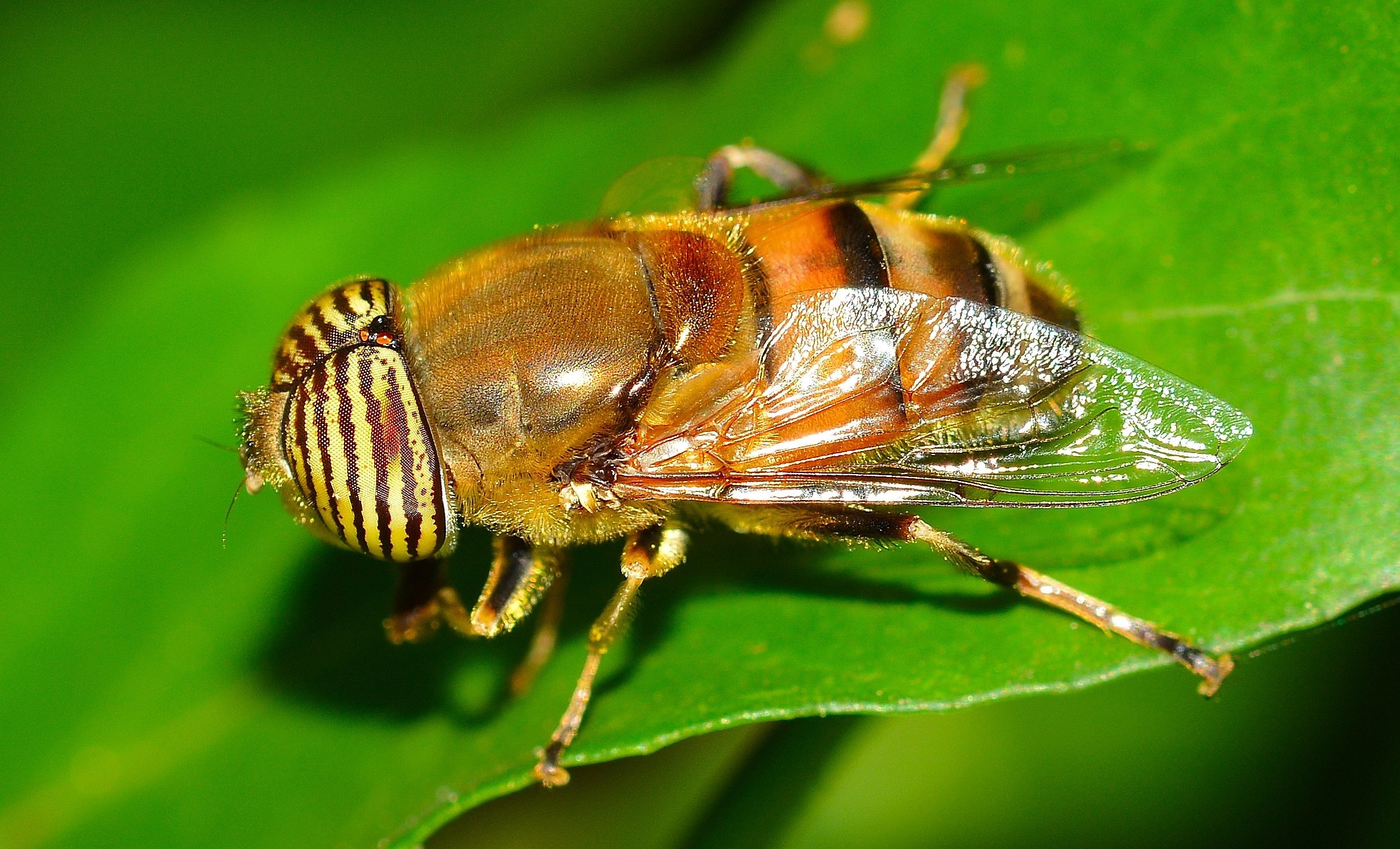 brown medfly