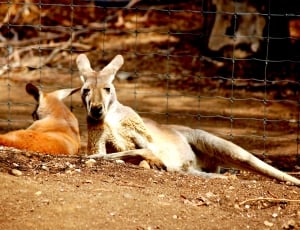 2 brown kangaroo thumbnail