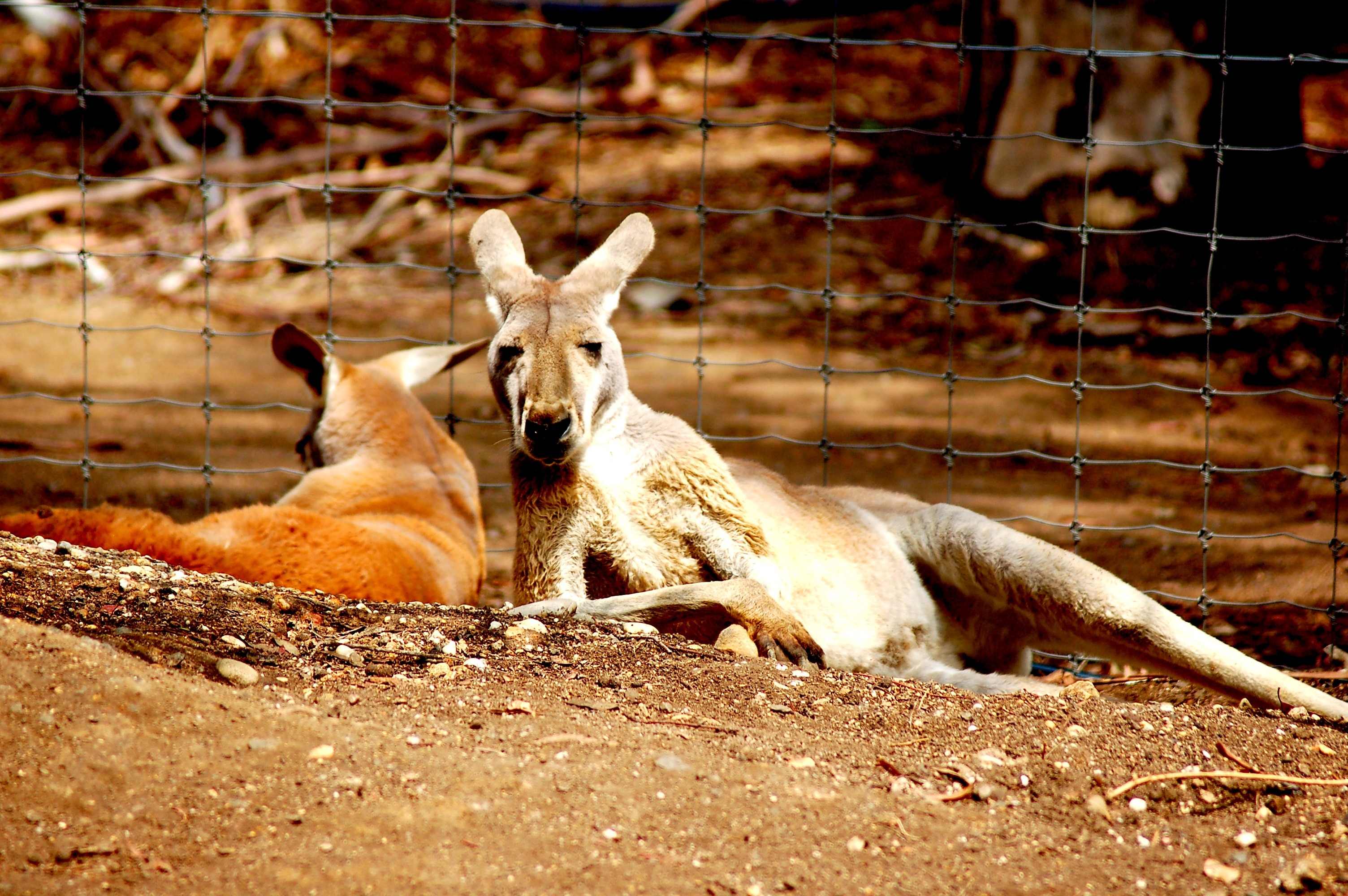 2 brown kangaroo