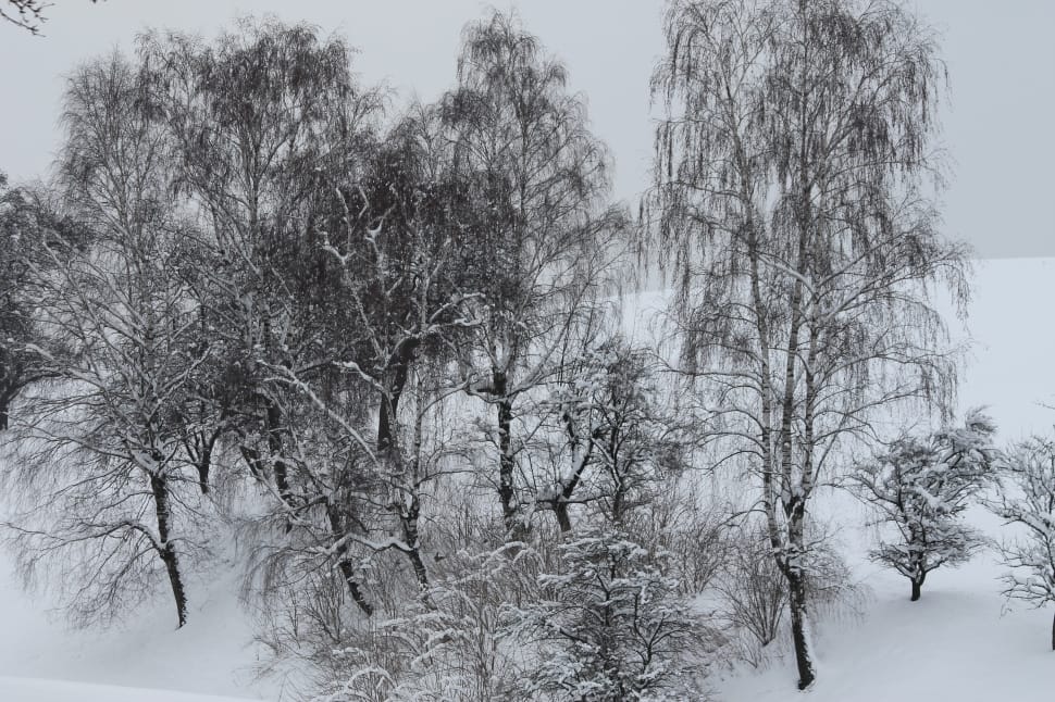 snow covered trees preview