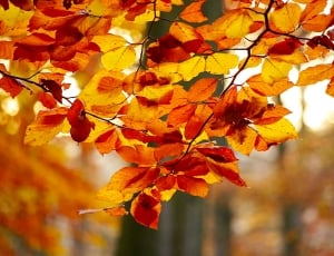 Color, Foliage, Forest, Autumn, Nature, autumn, leaf thumbnail