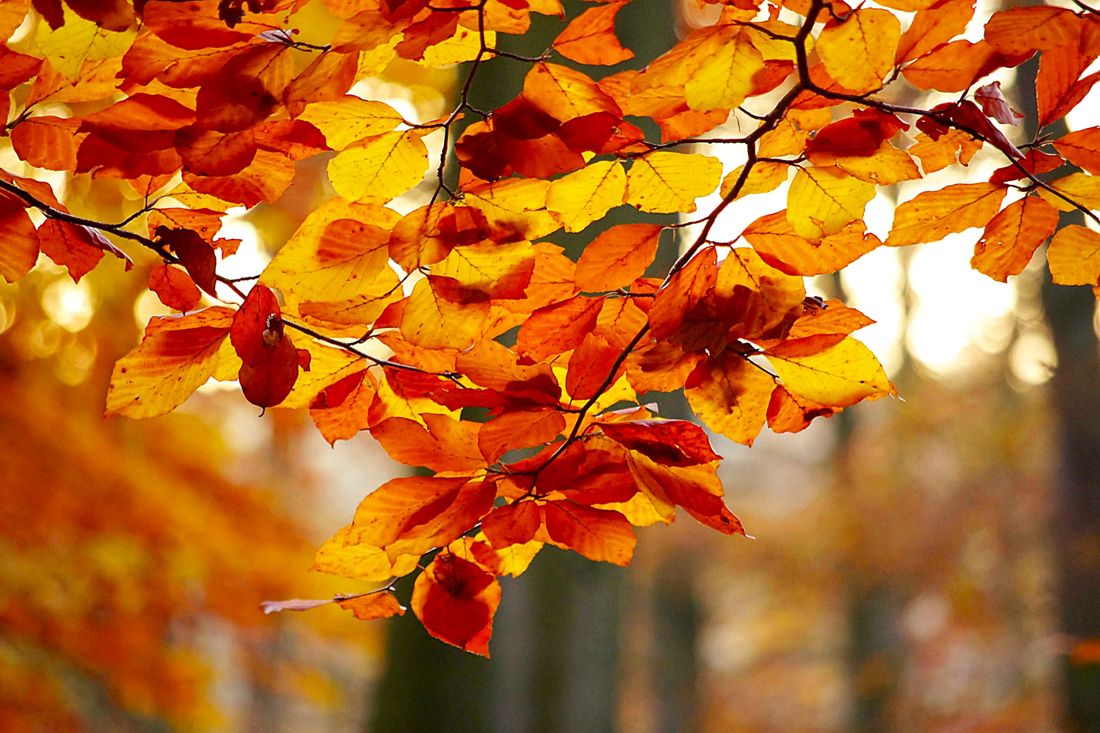 Color, Foliage, Forest, Autumn, Nature, autumn, leaf