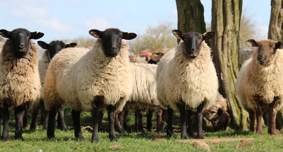 white and black sheeps preview